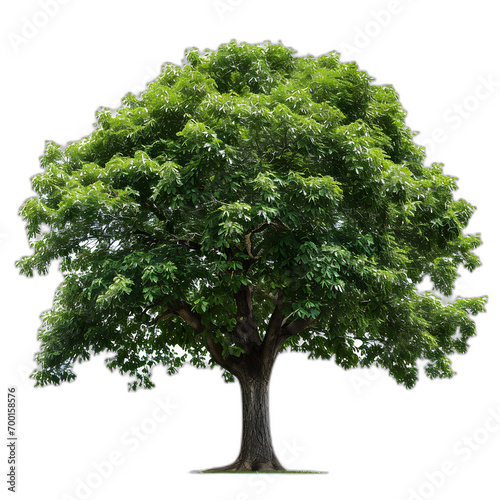 Walnut tree isolated on transparent or white background, png 
