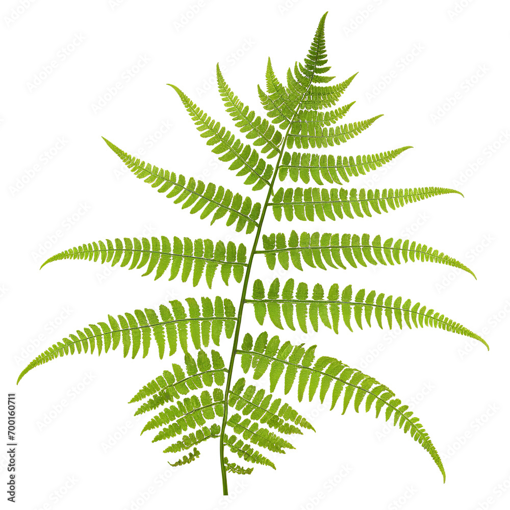 Beautifully Rendered Fern on a White Canvas On transparent background PNG file Beautifully Rendered Fern on a White Canvas On transparent background PNG file