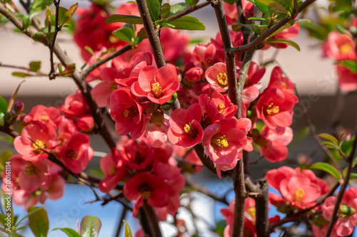 Chaenomeles japonica japanese maules quince flowering shrub, beautiful bright pink color flowers in bloom on springtime branch
