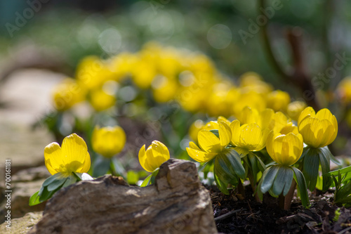 Bunch of Eranthis hyemalis flowering plants, common winter aconite in bloom, early spring bulbous flowers, macro detail view