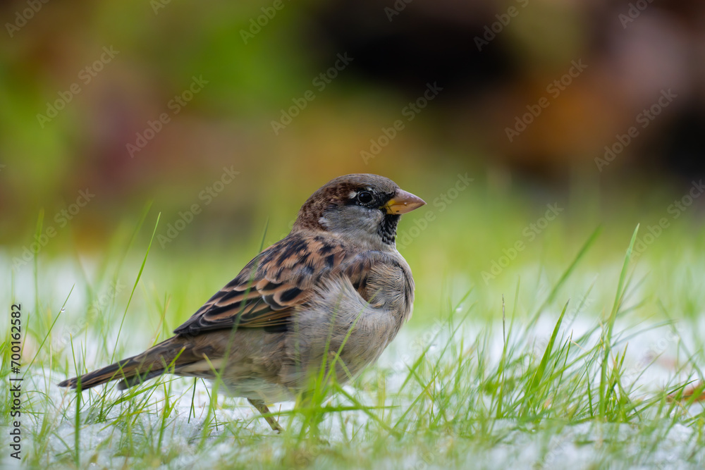 A sparrow in the grass with snow in between A sparrow in the grass with snow in between