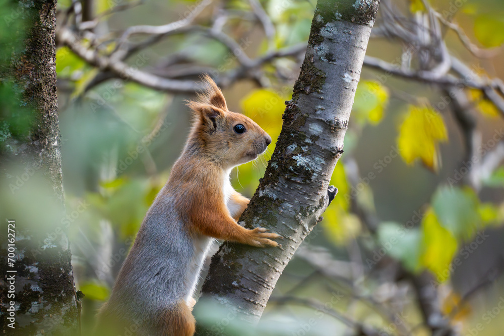 A red squirrel holding onto a tree while looking ahead A red squirrel holding onto a tree while looking ahead