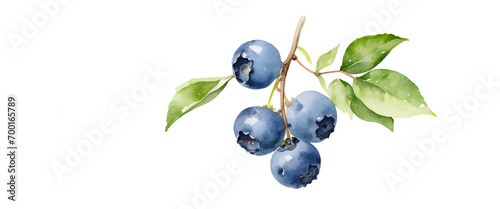 Drawn in watercolor style on a white background. Blueberry fruit hanging from a branch. Generative Ai