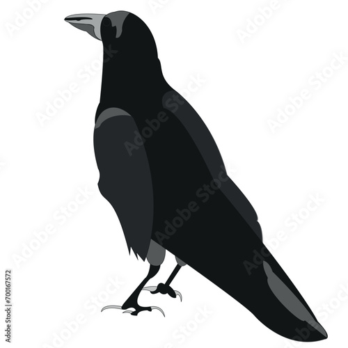 Raven, drawn in a standing position. The bird presses its wings to its body. The centenarian uses his mind in obtaining food.