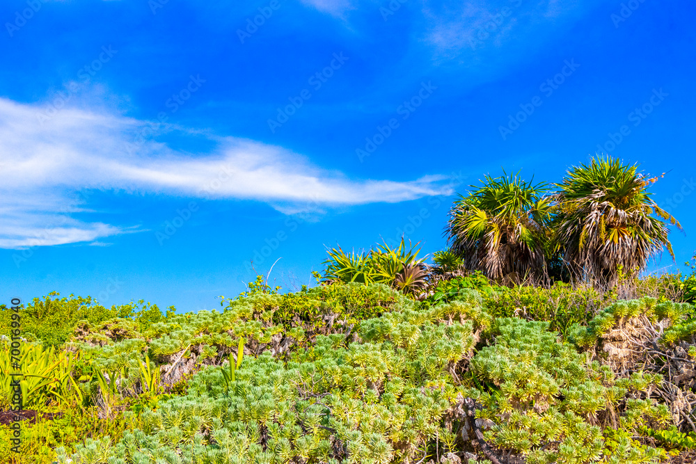Caribbean beach nature palm trees plant jungle forest nature Mexico. Caribbean beach nature palm trees plant jungle forest nature Mexico.