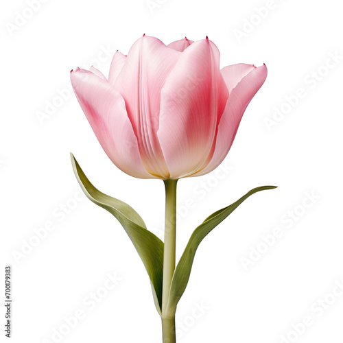 pink tulips on white background for decorating projects