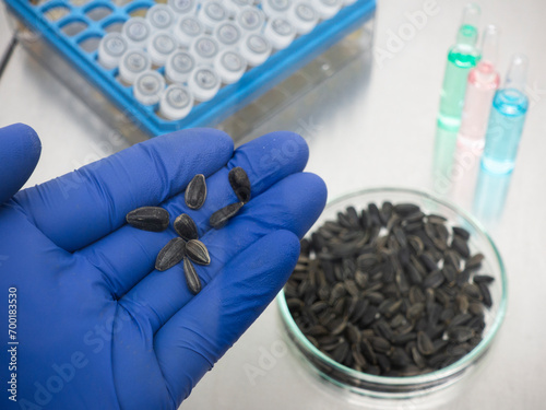 Sunflower seeds in the palm of a scientist in a sterile laboratory, obtaining and studying sunflowers resistant to viruses and bacteria.