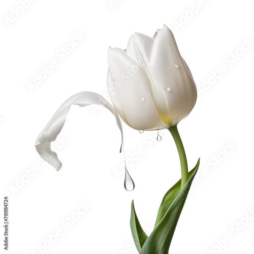 The white tulip has dewdrops on its petals.