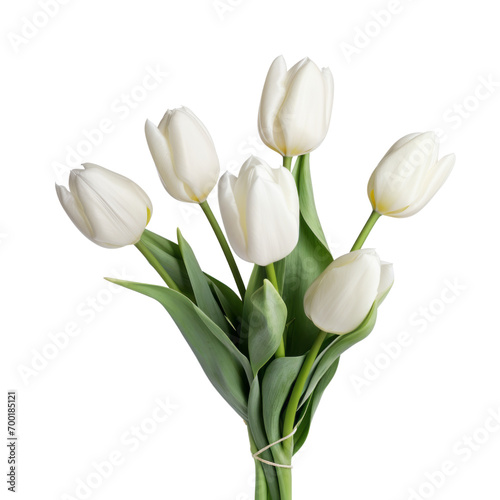 flower - Tulip (White) flowers meaning Forgiveness (2)