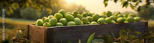 Greengages harvested in a wooden box in an orchard with sunset. Natural organic fruit abundance. Agriculture, healthy and natural food concept. Horizontal composition, banner. photo