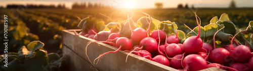 Radish harvested in a wooden box with field and sunset in the background. Natural organic fruit abundance. Agriculture, healthy and natural food concept. Horizontal composition, banner. photo