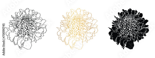 Graphic black, golden and white line image of a lush scabiosa flower for invitations, dish decor, aroma products, embossing. photo