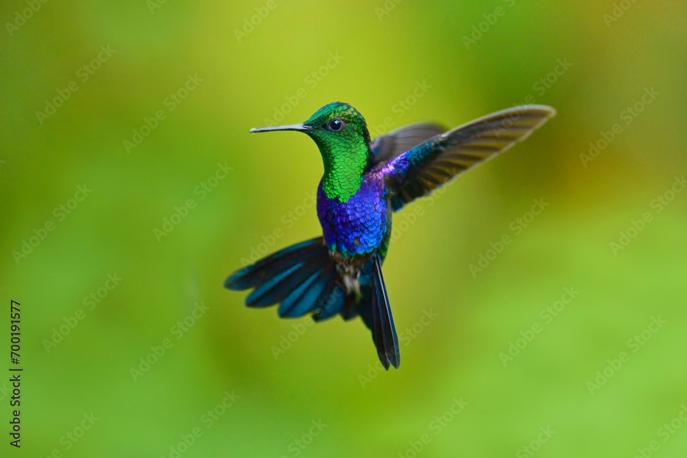 Green-crowned woodnymph, (THALURANIA FANNYI), 4K resolution, Humminbirds from Ecuador in flight Green-crowned woodnymph, (THALURANIA FANNYI), 4K resolution, Humminbirds from Ecuador in flight