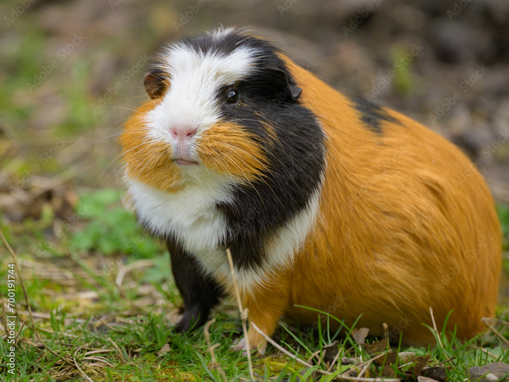 A beautiful guinea pig eating in the garden A beautiful guinea pig eating in the garden