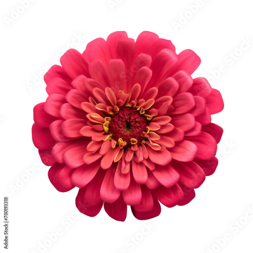 flower - Zinnia flowers meaning Thoughts of absent friend top view (5)
