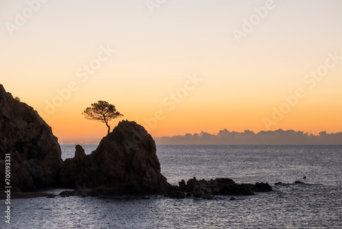 Tossa de Mar, árbol en la roca dentro del mar