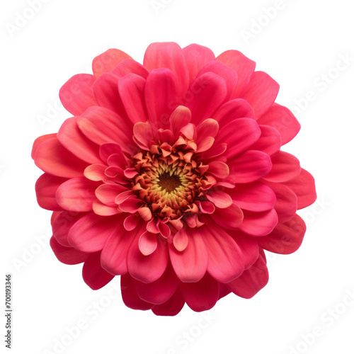 flower -  Zinnia flowers   meaning Thoughts of absent friend top view
