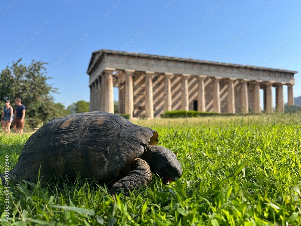 Héfaisteion tortule