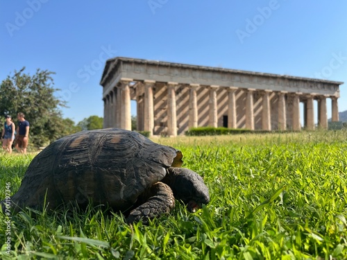 Héfaisteion tortule