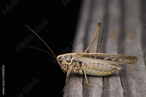A brown bush cricket sitting on wood