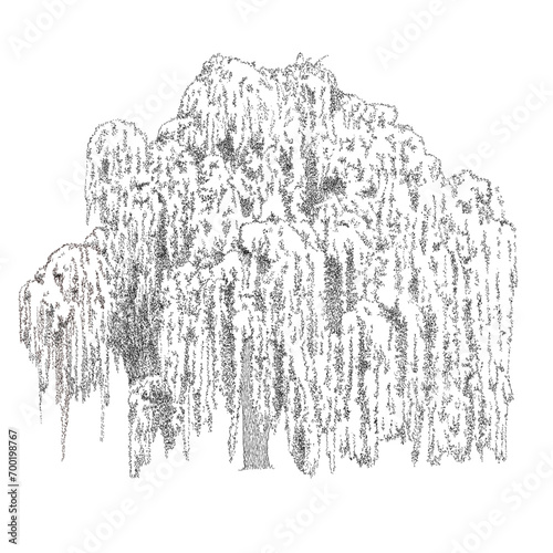 Salix babylonica L., Weeping Willow, Willow Tree Drawing