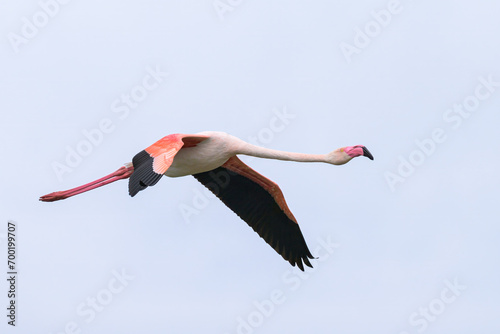 A Greater Flamingo flying on a sunny day