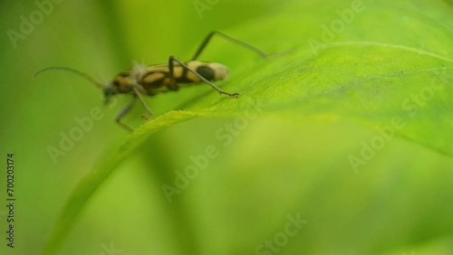 round-necked long-horned beetle or called Chlorophorus, this insect is a genus belonging to the family Cerambycidae photo