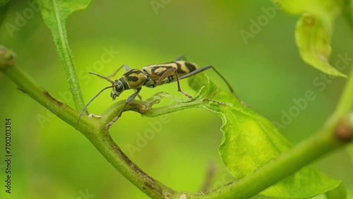 round-necked long-horned beetle or called Chlorophorus, this insect is a genus belonging to the family Cerambycidae photo