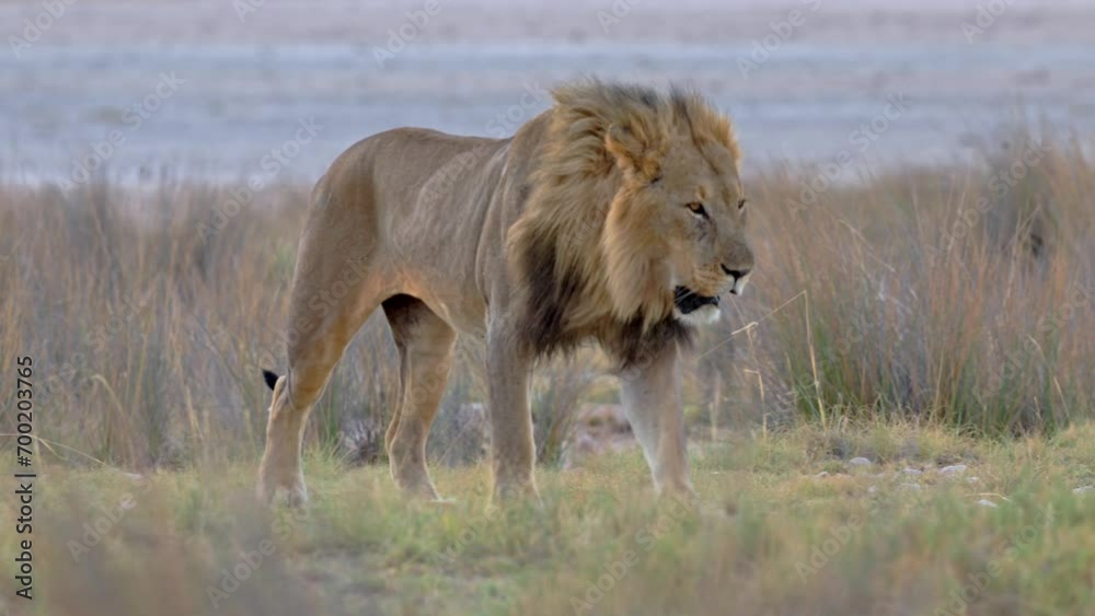 male lion patroling its territory, Etosha National Park, Namibia, Africa