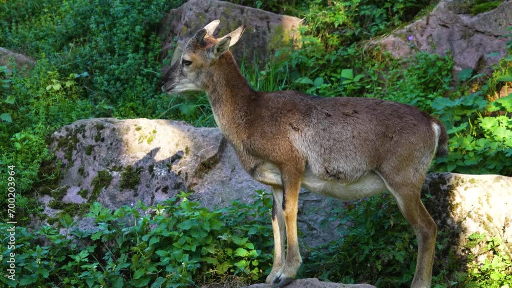 Close up of young Mouflon, ram standing in spring on a mountain Close up of young Mouflon, ram standing in spring on a mountain