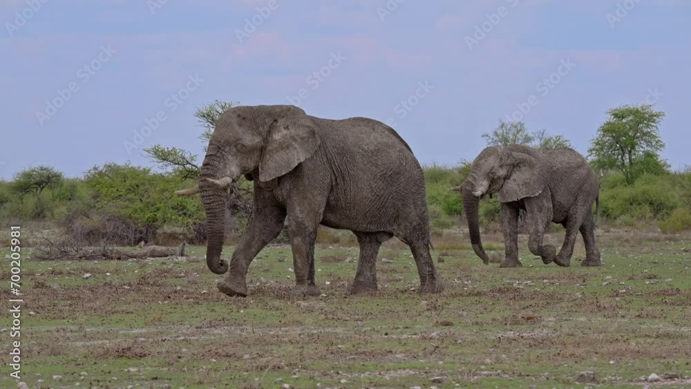 two old bulls of African bush elephant (Loxodonta africana) walking, Etosha National Park, Namibia, Africa two old bulls of African bush elephant (Loxodonta africana) walking, Etosha National Park, Namibia, Africa