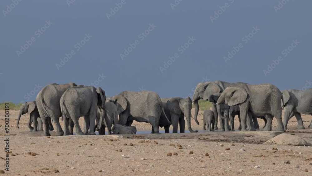 herd of African bush elephant (Loxodonta africana) with youngsters at waterhole, Etosha National Park, Namibia, Africa