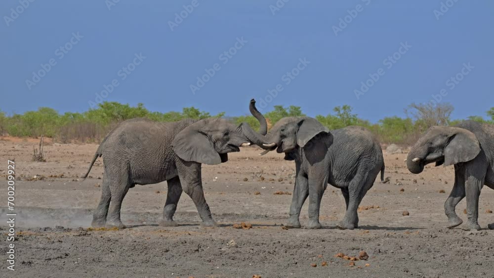herd of African bush elephant (Loxodonta africana) with youngsters at waterhole, Etosha National Park, Namibia, Africa herd of African bush elephant (Loxodonta africana) with youngsters at waterhole, Etosha National Park, Namibia, Africa