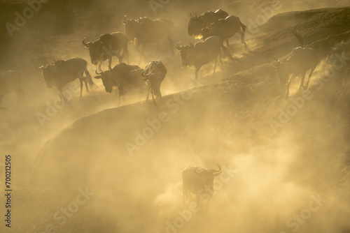 Blue wildebeest herd descending riverbank in dust