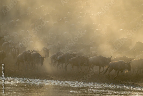 Blue wildebeest herd gallops along dusty riverbank