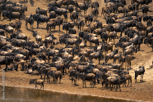Blue wildebeest herd gathering together on riverbank