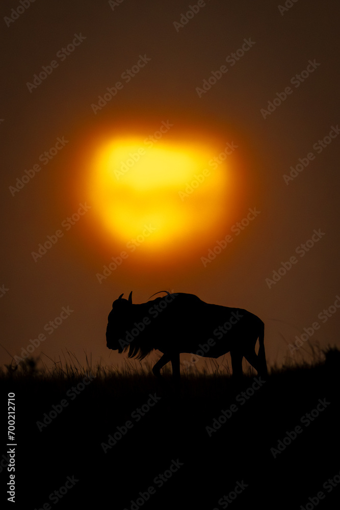 Blue wildebeest on horizon passes cloudy sunset Blue wildebeest on horizon passes cloudy sunset