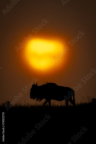 Blue wildebeest on horizon passes cloudy sunset