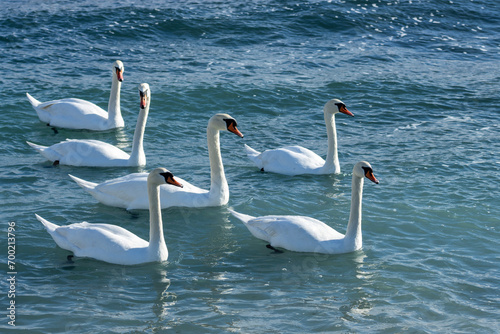 Elegant swans grace the Black Sea coast with their presence  creating a scene of timeless beauty. Against the backdrop of the vast  shimmering sea  these majestic creatures glide effortlessly.