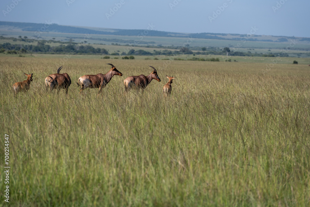 Naklejka premium Topi Antelope in the savannah of Africa