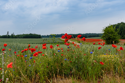 poppy field, road in the distance