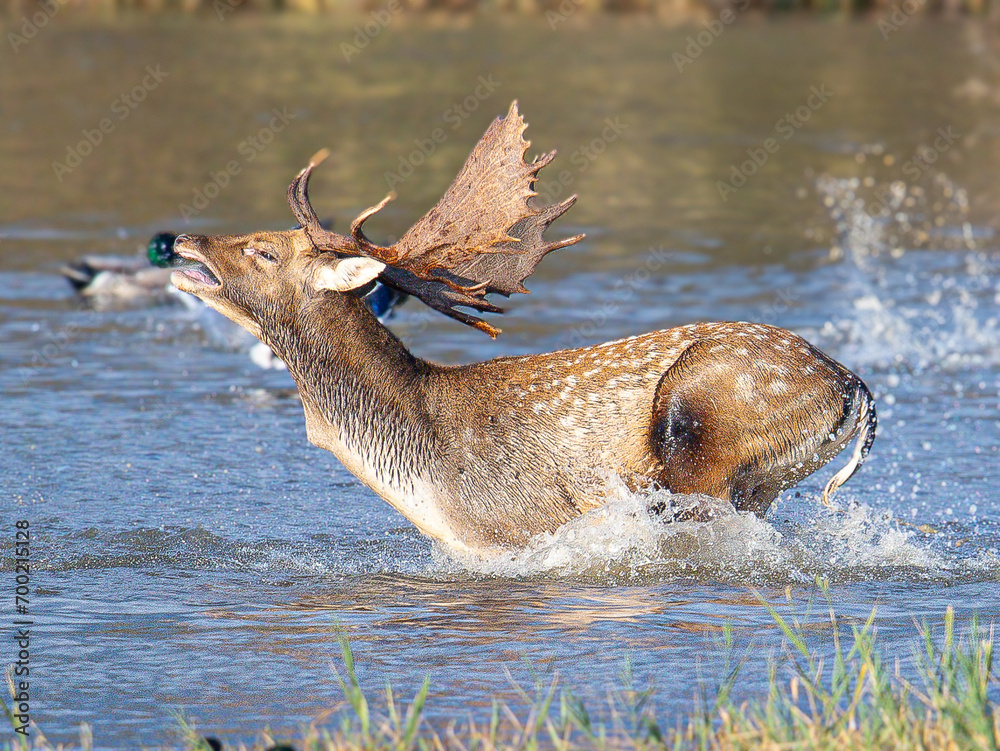 Fototapeta premium Common or European fallow deer (Dama dama) jumping and running through the water of the wetlands, chasing a female in heat in Aiguamolls Emporda Girona Spain