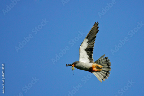Amur falcon (Falco amurensis) male flying with grasshopper in bill, Dornod, Mongolia  photo
