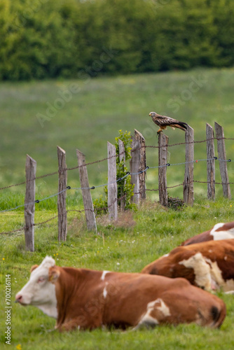 Red Kite (Milvus milvus), adult sitting on fence post close to resting cows, Hesse, Germany photo