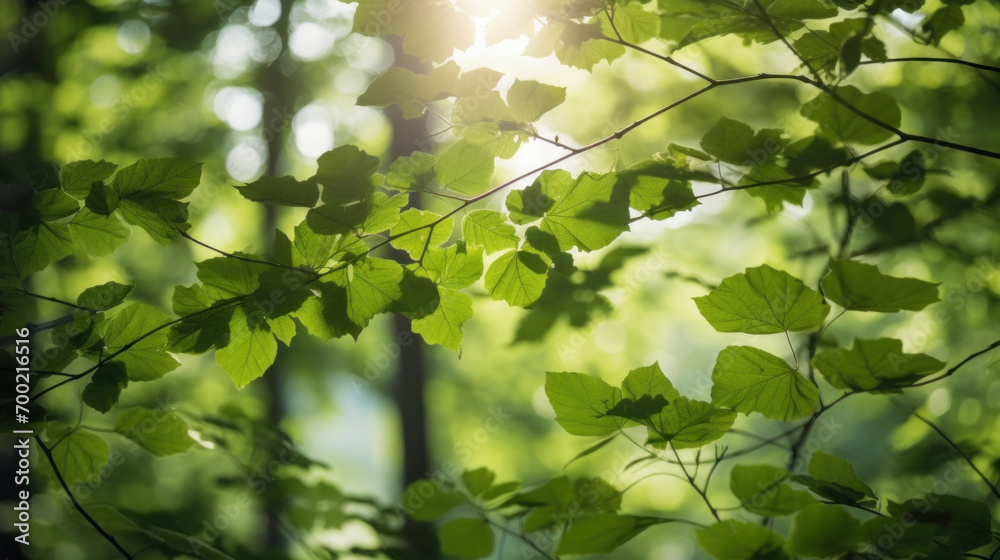 Fresh green deciduous trees framed by leaves, with the sun casting its warm rays through the foliage. Scenic forest background. Fresh green deciduous trees framed by leaves, with the sun casting its warm rays through the foliage. Scenic forest background.