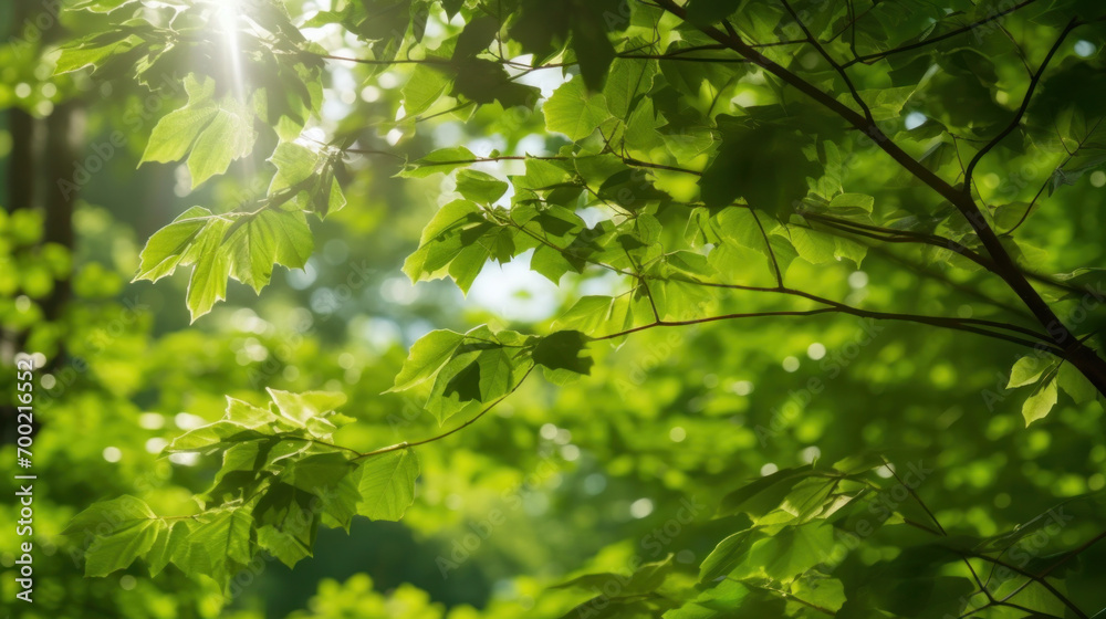 Fresh green deciduous trees framed by leaves, with the sun casting its warm rays through the foliage. Scenic forest background. Fresh green deciduous trees framed by leaves, with the sun casting its warm rays through the foliage. Scenic forest background.
