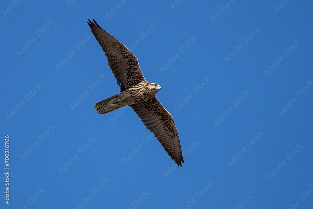 Saker Falcon (Falco cherrug) flying juvenile, Baden-Wuerttemberg, Germany Saker Falcon (Falco cherrug) flying juvenile, Baden-Wuerttemberg, Germany