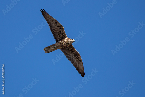 Saker Falcon (Falco cherrug) flying juvenile, Baden-Wuerttemberg, Germany photo