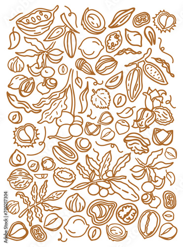 Isolated vector set of nuts. Nuts and seeds collection. Hand drawn objects. Peanuts  cashews  walnuts  hazelnuts  cocoa  almonds  chestnut  pine nut  nutmeg  peanut  macadamia  coconut  pistachios.