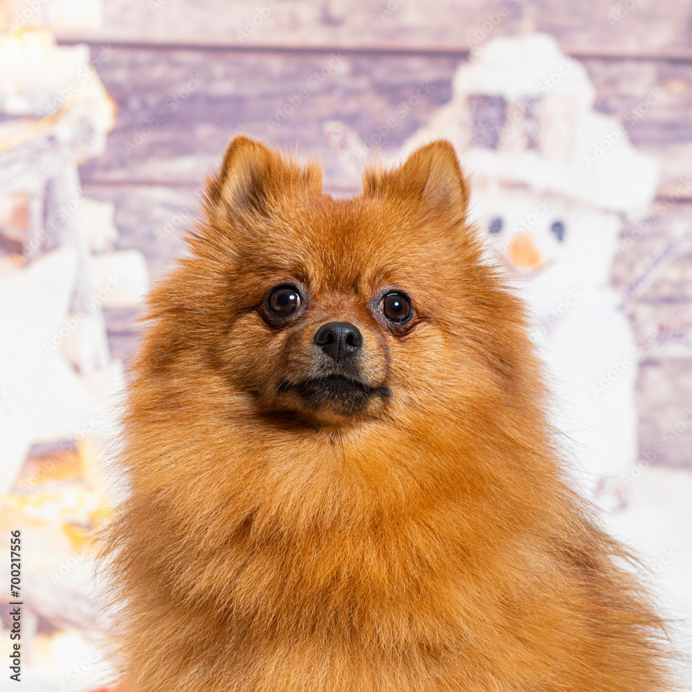 Pomeranian in front of a christmas decoration painted with a snowman and a present Pomeranian in front of a christmas decoration painted with a snowman and a present